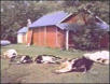 cow4.jpg